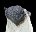 Pseudocryphaeus (Cryphina) Trilobite #49924-3